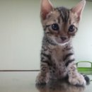 뱅갈냥이 이미지