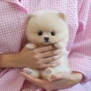 미유펫 강아지애견미용 이미지