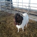 남규농장 이미지