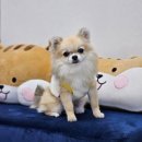 네일퓨오 이미지