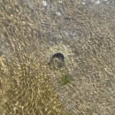 CU태안몽산포점 | [태안 몽산포 해수욕장] 해루질 하다 더위먹고 잠깐 기절함 - 조개, 골뱅이 잡는 팁 / 나오는 길, 주차...