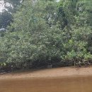 반딧불반찬 | 코타키나발루 여행 필수코스 | 반딧불투어 시간 비교 리얼후기