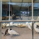 약천농장 | 강릉 가볼 만한 곳 쌍둥이동물원 먹이주기 체험:백호랑이 볼수있는곳