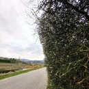 탱자네민박 이미지