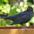 플룻_처음(야간) 이미지