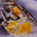 회령 식당 | 백반기행 양평맛집 초가 논참게탕, 용문원조능이버섯국밥, 회령손만두국, 쌈지골 20첩반상 삼겹살