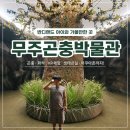 반디별학습학원 | 무주 아이와 가볼만한 곳｜반디랜드 무주곤충박물관 솔직 방문 후기