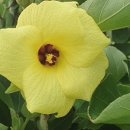 바닷가돌빌레 이미지