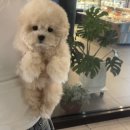 퍼피트렌드 | 창원 반려견 분양 솔직 후기, 여러 매장 보고 퍼피어스로 정리된 이유