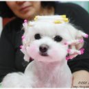 올비하찌네 미용실~(물파마 후기)