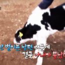 태안양계장 티스토리
