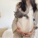 참피온애견