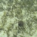 성게돌 | 보홀 돌조비치 셀프 스노쿨링 위치 준비물 총정리