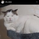 크립토