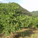 대추농장 이미지