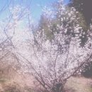 매화나무집 이미지