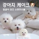 푸플리 케이크 | 동탄 푸플리케이크 강아지생일케이크, 뿌뿌 얼굴 그대로!