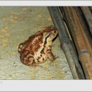 토담농가 이미지