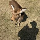 사슴약국 이미지