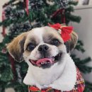 포댕포댕 이미지