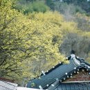 산수유피는마을 이미지