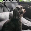 movepet 네이버블로그
