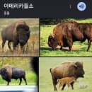 American buffalo 이미지