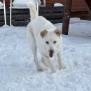 멍냥스테이 애견호텔유치원 이미지