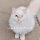 뱅갈온니 이미지