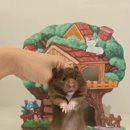 골든햄스터분양 탬펫 이미지