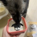 댕댕점빵 이미지