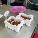 오창농장 티스토리