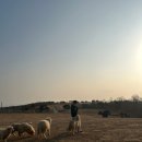 기관목장 | 하루 (아이랑 간 곳) | 울산 아기랑 힐링 체험나들이! 14개월 아기랑 울산 북구 양떼목장 다녀온 후기