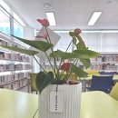 김해글로벗도서관 네이버블로그