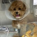 잘하는 동물메디컬센터 | 대퇴골두 절단술(FHNO) 후기] 24시 성심 동물 메디컬 센터 :: 강아지 수술 후기, 가격, 추천, 재활, 1...