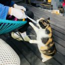 금당호가 이미지