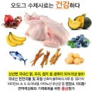 오도그 이미지