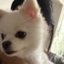 오마두댓