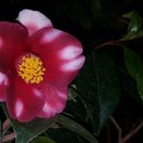 애탕-愛宕 あたご-아타고-Atago / 日本ツバキ-일본츠바키(椿-춘)Japanese Camellia 이미지