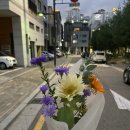 찬란화