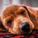 기운내 동물병원 이미지