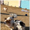 제주네 애견유치원 이미지