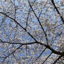 GS25 대공원점 | 인천대공원 4월 초 벚꽃 개화 현황