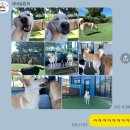 네버슬립독 이미지