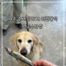 견공수라상 | 나주 수제강아지 애견간식! 견공수라상!