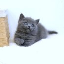 캣앤캣 고양이 병원 네이버블로그