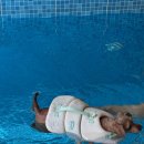 플러피 애견 풀빌라 | 경주 감포 풀빌라 펜션 여행 『플러피 애견 풀빌라』(내돈내산)