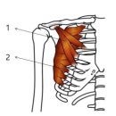 옵티멀 무브 | 어깨뼈의 내밈/전인동작 시 근육s (ft. 익상견갑, 팔굽혀펴기)