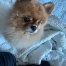 동래덤프 이미지