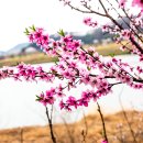 창녕 남지 개비리 이미지